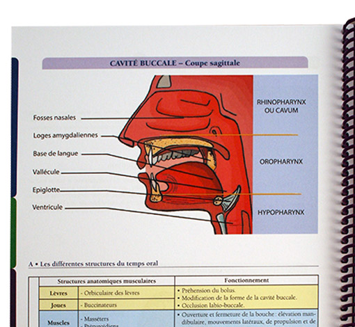 Image sur le produit Prise en soin orthophonique du patient dysphagique suite à un cancer bucco-pharyngo-laryngé